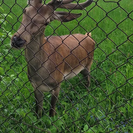 Wynajem Pokoi Krystyna Mroz Zakopane